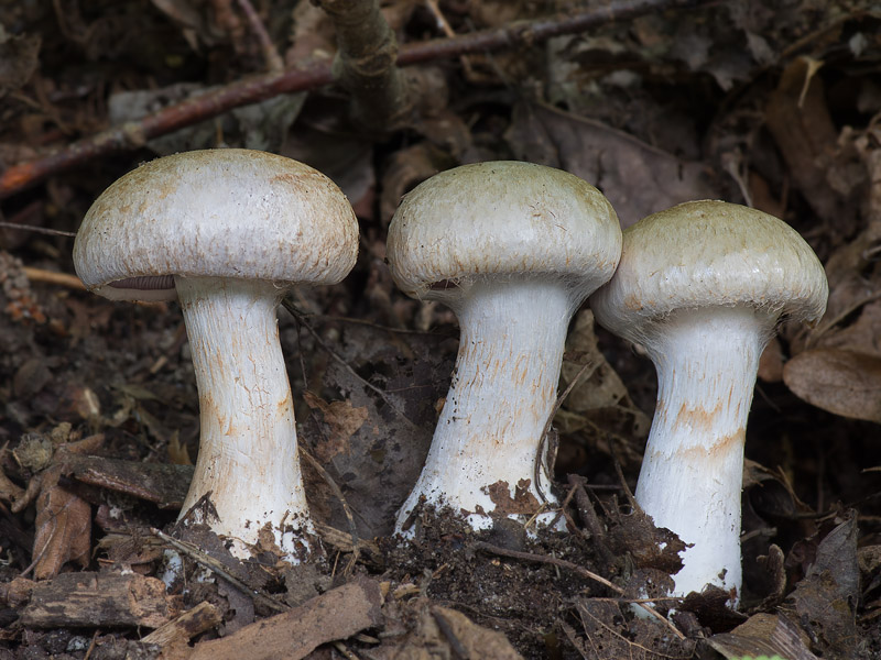 Cortinarius coalescens